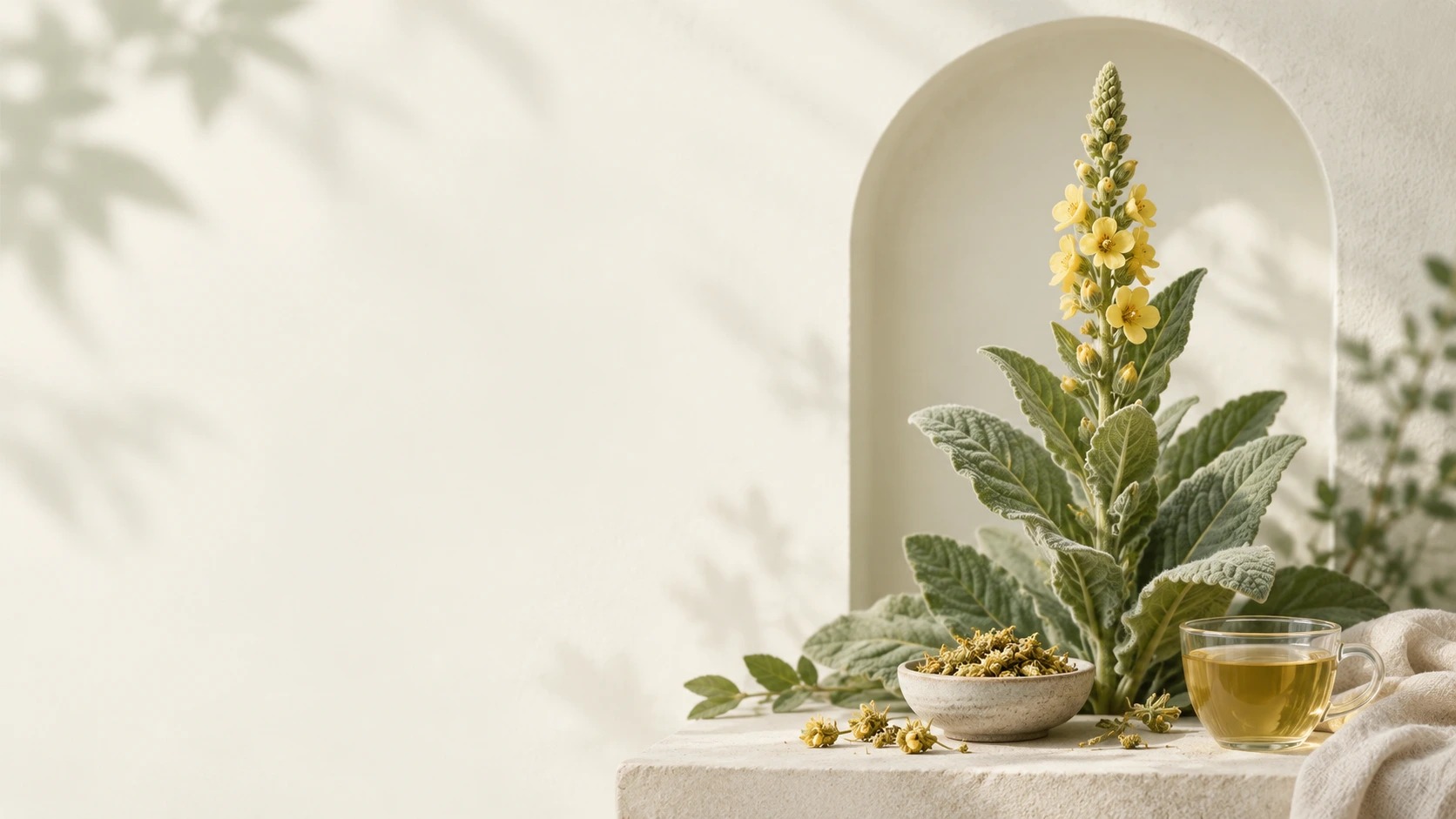 Botanical mullein tea and dried herb arranged in a clean editorial hero scene